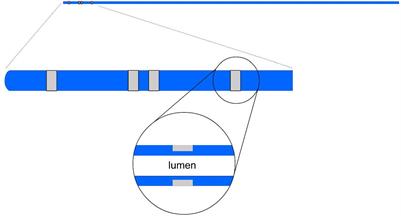 Electrical Conductance Device for Stent Sizing